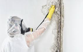 Why You Should Choose Our Mold Remediation Services in Calumet, PA